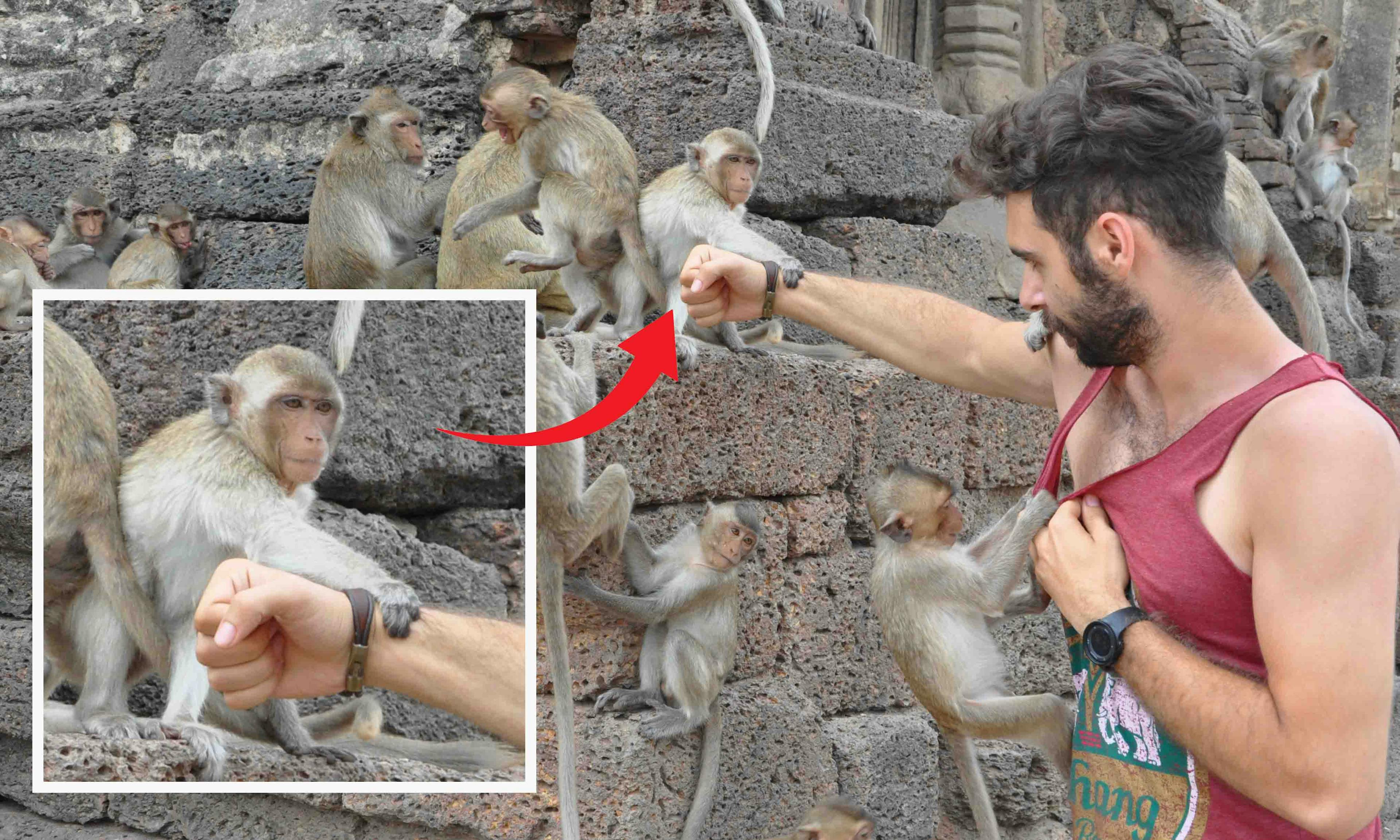 A city occupied by monkeys; Lop Buri